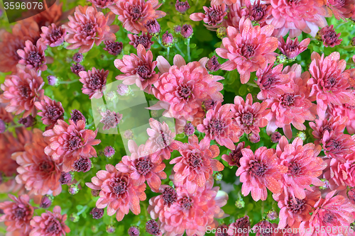 Image of pink autumnal chrysanthemum 