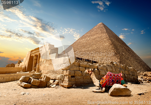 Image of Camel near ruins