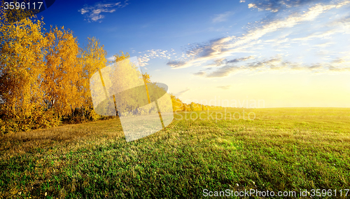 Image of Birches on field