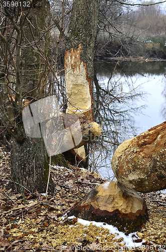 Image of Trees chewed by beavers