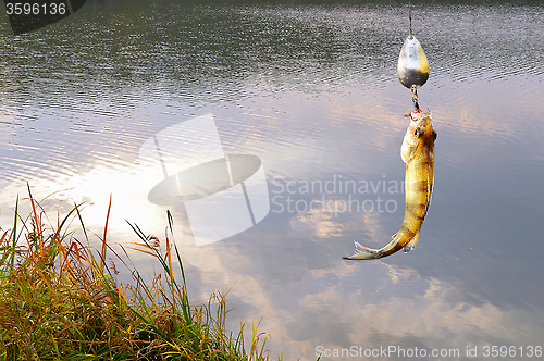 Image of Collage with water background and perch caught on spinning