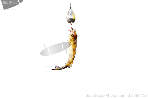 Image of Perch caught on wobbler isolated on white background