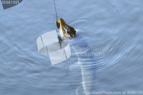 Image of Spinning pike caught on a spoon in his mouth