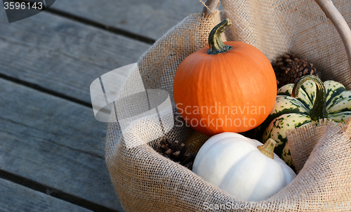 Image of Small gourds nestled in hessian on wide wooden planks