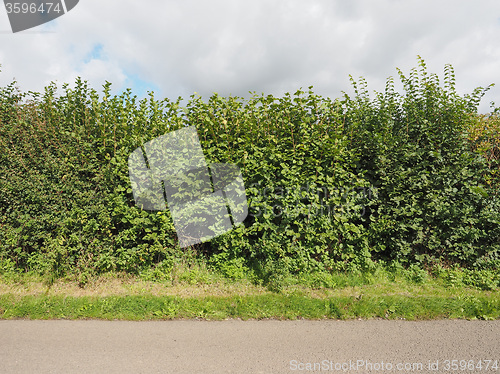 Image of Hazel tree hedgerow