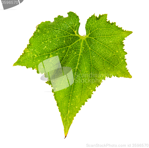 Image of Single cucumber fresh green leaf