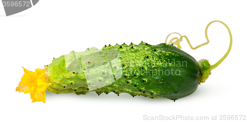 Image of Juicy green cucumber with stem flipped