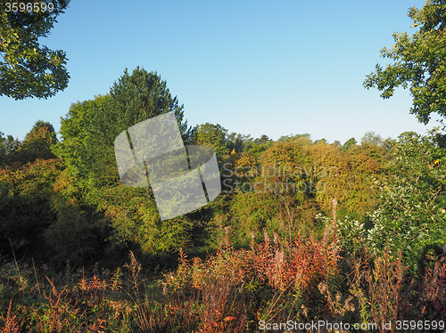 Image of Tree top