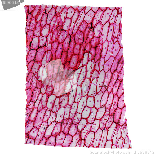 Image of Onion epidermus micrograph