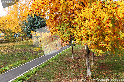 Image of Sorbus tree in autumn season in park