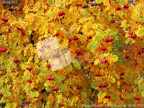 Image of Red sorbus bunches among autumn leaves