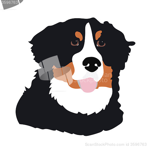 Image of Bernese Mountain Dog