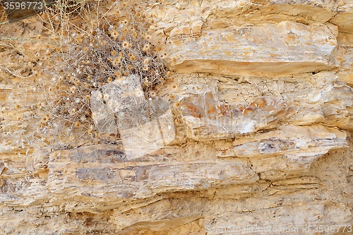 Image of Texture of ancient stone wall with dry flowers