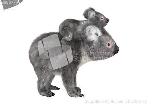 Image of Australian Koala Bears