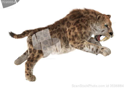 Image of Big Cat Sabertooth