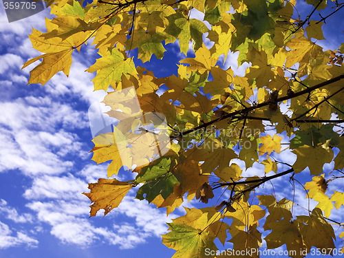 Image of Autumn Sycamores