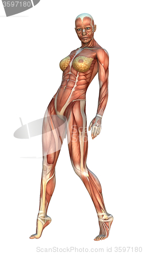 Image of Muscle Maps