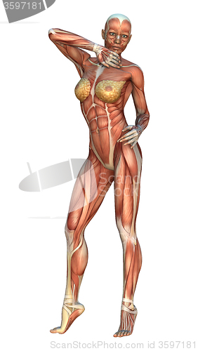 Image of Muscle Maps