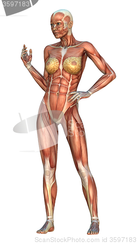 Image of Muscle Maps