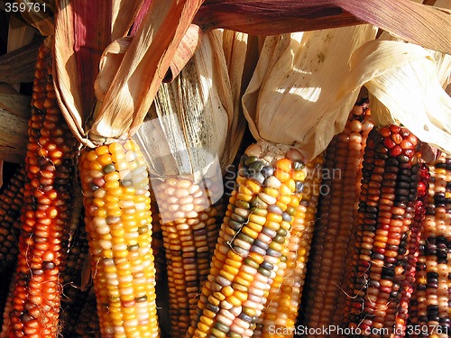 Image of Indian corn