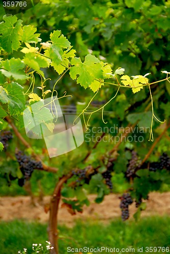 Image of Grape vine