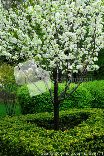 Image of Blooming tree