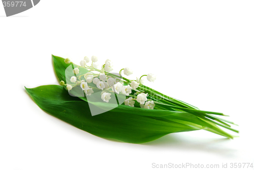 Image of Lily-of-the-valley on white