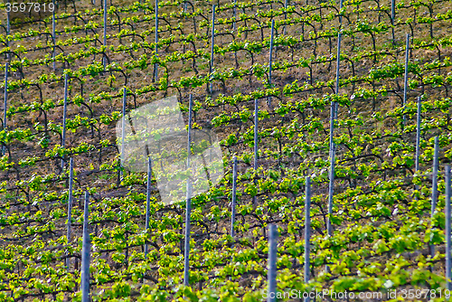 Image of Vineyard in italian countryside