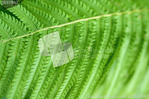 Image of Macro shot of fern leaf