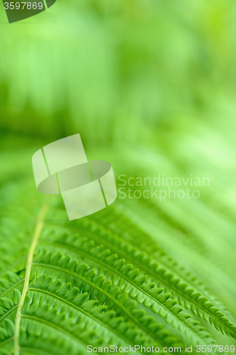 Image of Macro shot of fern leaf