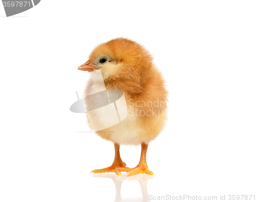 Image of Cute little chicken