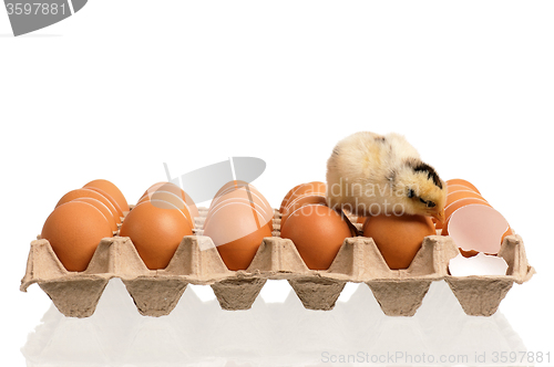 Image of Newborn chick with eggs