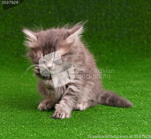 Image of Cute gray kitten