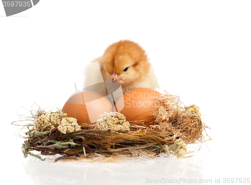 Image of Little chicken in nest