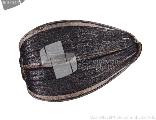 Image of Sunflower seed isolated