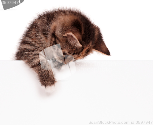 Image of Cute kitten with blank