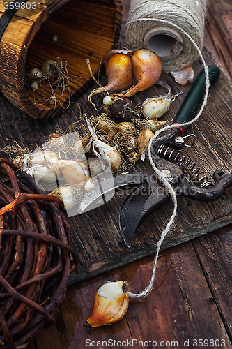 Image of Bulbs plants autumn harvesting