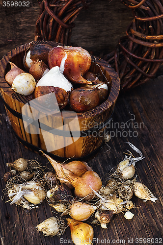 Image of Bulbs plants autumn harvesting