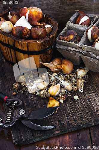 Image of Bulbs plants autumn harvesting