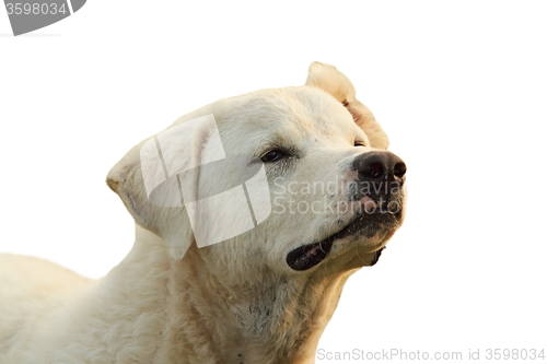 Image of isolated portrait of white dog