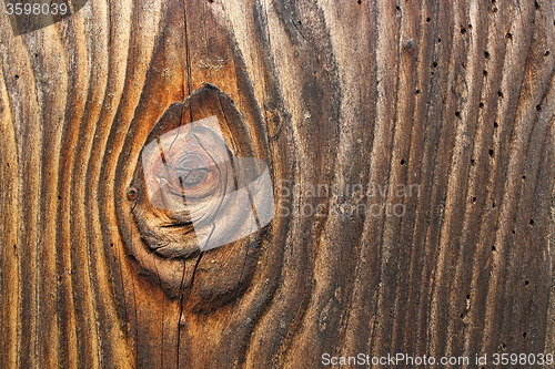 Image of knot on old spruce plank with insect attack