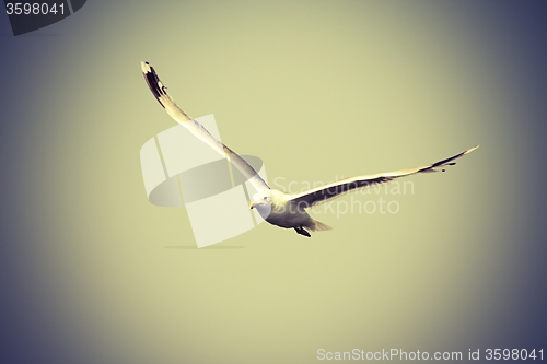 Image of caspian gull flying towards the camera