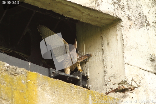 Image of falco tinnunculus juvenile learning to fly