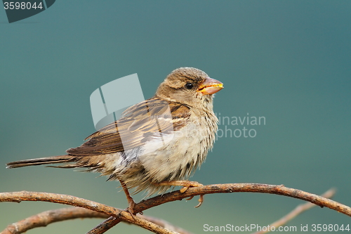 Image of female house sparrow eating seeds