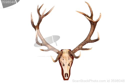 Image of awesome red deer hunting trophy