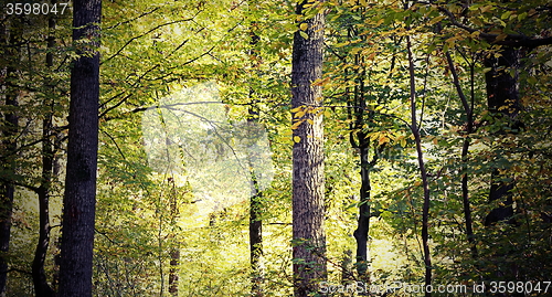Image of vintage look of beautiful forest