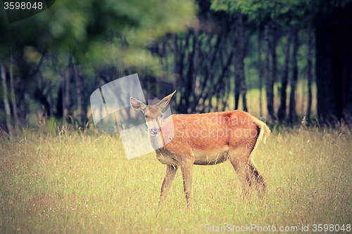 Image of red deer doe in the forest