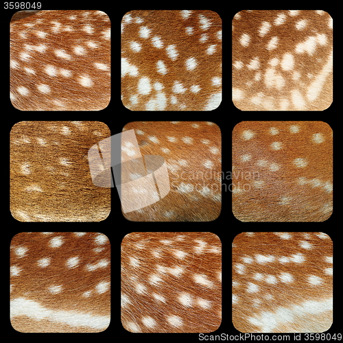 Image of fallow deer fur collection