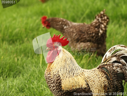 Image of close up of a colorful rooster