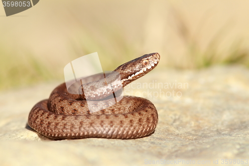 Image of beautiful european common adder